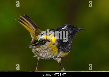 Stitchbird, Tiritiri Matangi Island, Nuova Zelanda Foto Stock