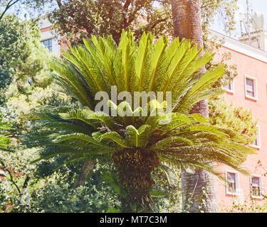 Da sotto tiro di verde Palm tree in lussureggianti cespugli contro il cielo blu Foto Stock