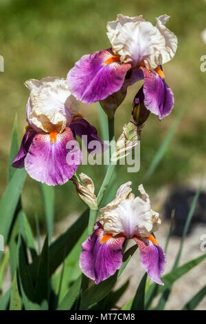 Tall barbuto Iris ' tubi di Pan ' barbuto iridi Foto Stock