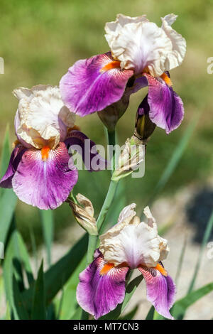 Tall barbuto Iris ' tubi di Pan ' barbuto iridi Foto Stock