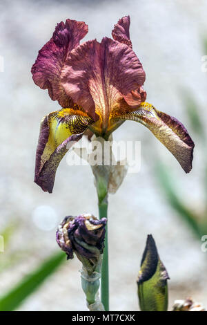 Tall barbuto Iris ' dalla linea ' barbuto iridi Foto Stock