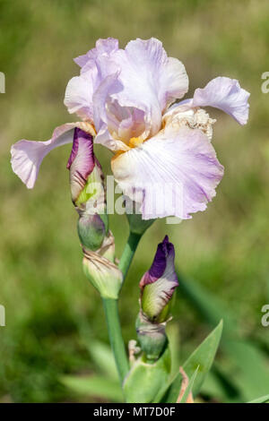 Tall barbuto Iris ' Può Magic ' barbuto iridi Foto Stock