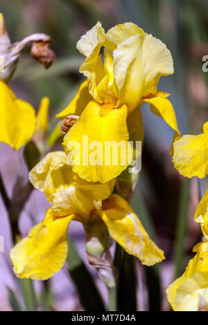 Tall barbuto Iris ' Moonlight Sonata ' barbuto iridi, Iris fiore giallo Foto Stock