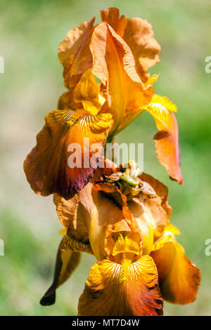 Alto bearded Iris 'capo arabo ', fiore di iride arancione in tarda primavera Foto Stock