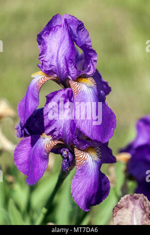 Tall barbuto Iris Viola ' ' di corona, barbuto iridi, Iris blu fiore Foto Stock