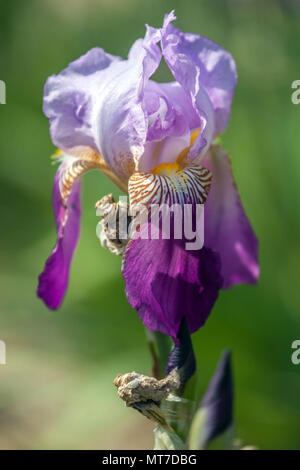 Porpora Tall bearded Iris fiore 'Frieda Mohr' ritratto di fiori Foto Stock