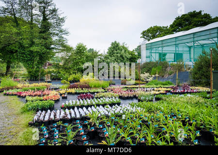 Una vasta selezione di piante per la vendita in un grande centro giardino vivaio. Foto Stock