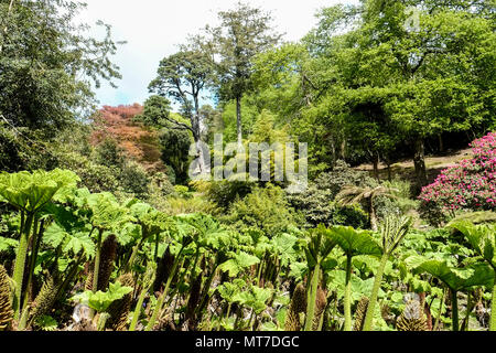 Gunnera manicata mostrando una nuova crescita nel giardino Trebah in Cornwall Regno Unito. Foto Stock