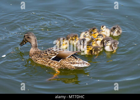 Una femmina di Mallard Duck Anas platyrhynchos e i suoi anatroccoli sulle sponde di un lago. Foto Stock