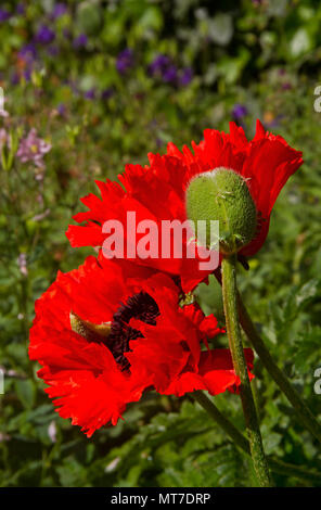 Bud e bellissimi fiori di colore rosso del papavero da oppio, Papaver somniferum Foto Stock