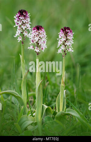 Bruciò Orchidea (Neotinea ustulata) chiamato talvolta bruciati Orchidea di punta. Fotografato in un prato in Yorkshire Dales. Foto Stock