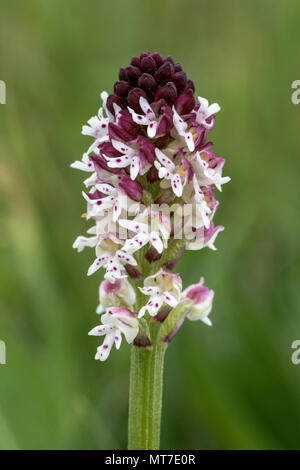 Bruciò Orchidea (Neotinea ustulata) chiamato talvolta bruciati Orchidea di punta. Fotografato in un prato in Yorkshire Dales. Foto Stock