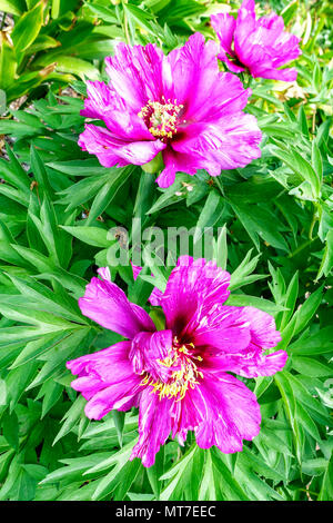 Paeonia lactiflora ' mattina ' lilla, rosa peonia, Peonie Foto Stock