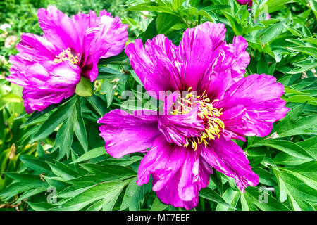 Paeonia lactiflora ' mattina ' lilla, rosa peonia, Peonie Foto Stock