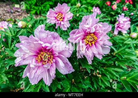 Paeonia lactiflora ' Primo arrivo ', Rosa peonia, Peonie Foto Stock