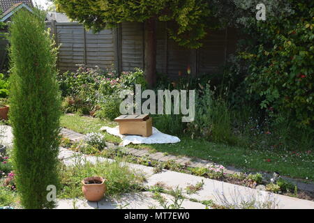 Uno sciame di api vengono raccolti in una scatola, in preparazione per il re-homing. WEST SUSSEX, 25 maggio 2018. Foto Stock