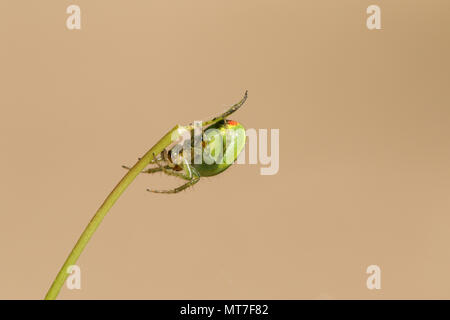 Un grazioso Cucumber green Orb Spider ( Araniella cucurbitina stricto sensu) appollaiate sul lato inferiore di un impianto di stelo. Foto Stock