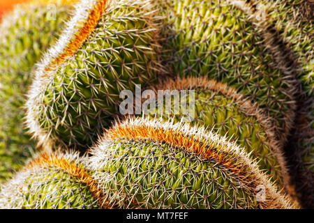 Mammillaria cactus background ,forma rotonda ,colori vibranti ,buon contrasto di luce Foto Stock