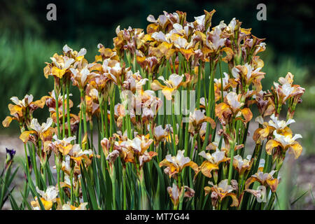 Iris sibirica "Ginger Twist" fioritura di fiori bianco color rame marrone, varietà insolita adatta a siti bagnati Bogs erbacea perenne formazione di grumi Foto Stock