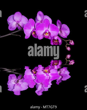 Ramo di fioritura di orchidee viola fiore con la riflessione in una superficie di acqua isolate su uno sfondo nero Foto Stock