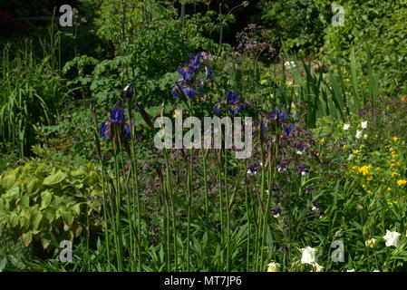 Siberian iris in una Scottish country garden Foto Stock