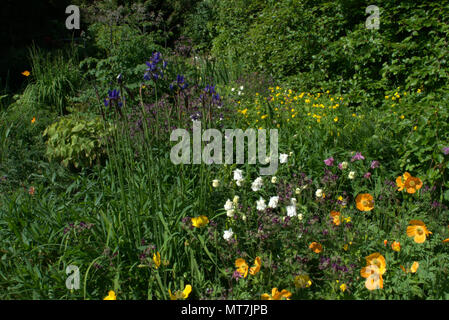 Siberian iris in una Scottish country garden Foto Stock