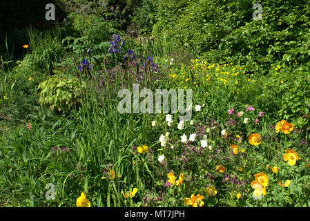 Siberian iris in una Scottish country garden Foto Stock