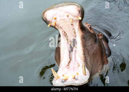 Ippopotamo con la bocca spalancata nella piscina dello zoo di close-up Foto Stock