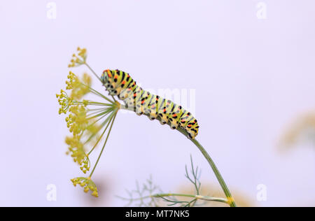 Catterpillar di Papilio machaon avvicina i suoi ultimi giorni come un caterpillar. Strisciando su un finocchio. Foto Stock