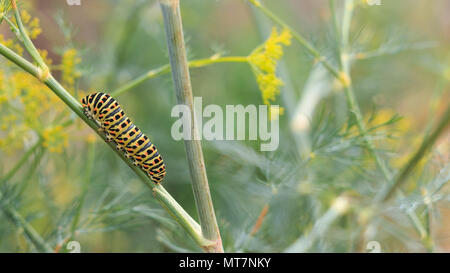 Catterpillar di Papilio machaon avvicina i suoi ultimi giorni come un caterpillar. Strisciando su un finocchio. Foto Stock