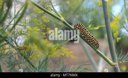 Catterpillar di Papilio machaon avvicina i suoi ultimi giorni come un caterpillar. Strisciando su un finocchio. Foto Stock