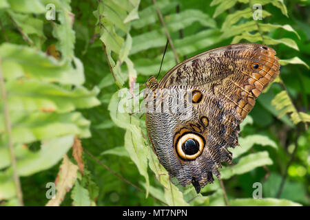 Foresta di Gufo gigante - Caligo eurilochus, bella grande farfalla dall America Centrale e America del sud le foreste. Foto Stock