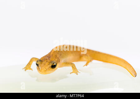 Giovani newt liscia fotografato in un controllato impostare prima di essere uscito illeso. Foto Stock