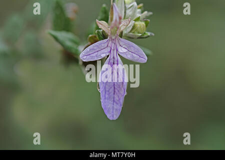 Teucrium fruticans fiore molto vicino fino echinops bush o germander lamiaceae famiglia in Italia Foto Stock