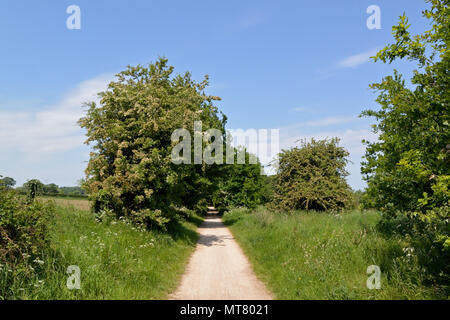 Marriott il modo di lunga distanza sentiero / cycleway tra Norwich e Drayton, Norfolk, Regno Unito Foto Stock