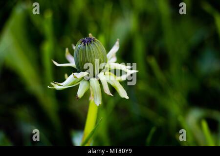 Chiuso di tarassaco bud. Isolato su sfondo verde. Foto Stock