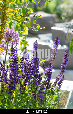 La Salvia sylvestris 'Mainacht' accanto a una fontana in The Lemon Tree fiducia giardino progettato da Tom Massey alla RHS Chelsea Flower Show 2018, London, Regno Unito Foto Stock