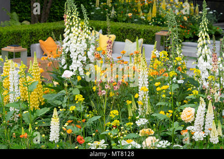 Digitalis purpurea "Alba", Lupinus 'Galleria' bianco e Lupinus 'Deserto Sun'in letti attorno un relitto area con posti a sedere in LG Eco-City giardino progettato da Foto Stock