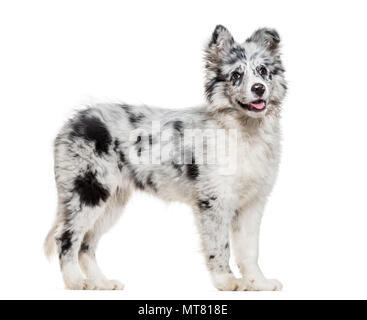 Giovani Border Collie cane contro uno sfondo bianco Foto Stock