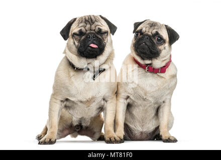 Due Pug cani seduti insieme contro uno sfondo bianco Foto Stock