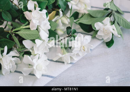 Cape fiori di gelsomino con striscia blu tovagliolo bianco sul tavolo di legno Foto Stock