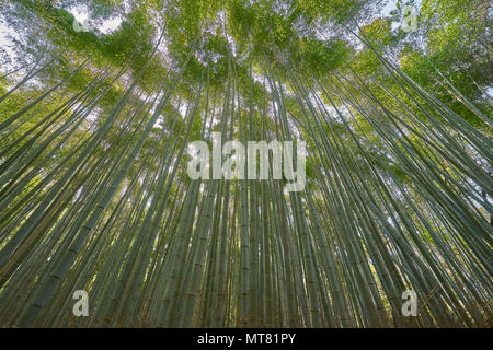 Bella Arashiyama Scanalatura di bambù a Kyoto, Giappone Foto Stock