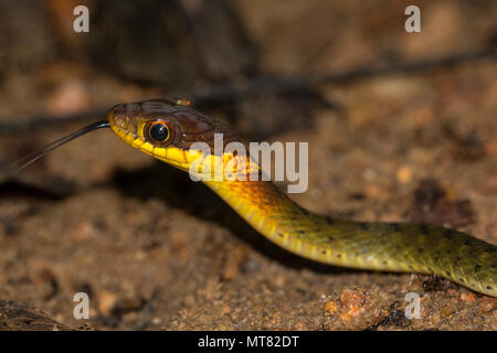 Speckle-Bellied Keelback (Rhabdophis murudensis) Phuket Thailandia nella foresta pluviale. Foto Stock