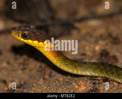 Speckle-Bellied Keelback (Rhabdophis murudensis) Phuket Thailandia nella foresta pluviale. Foto Stock