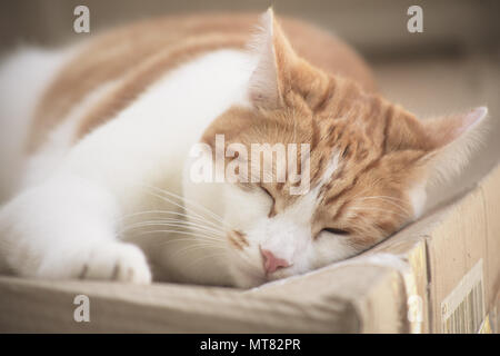 Piuttosto lo zenzero tabby cat dormire su una scatola di cartone in giardino Foto Stock