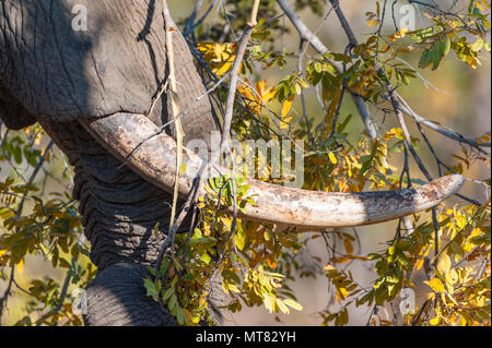 Un elefante africano visto mangiare foglie verdi rigogliose in Zimbabwe. Foto Stock