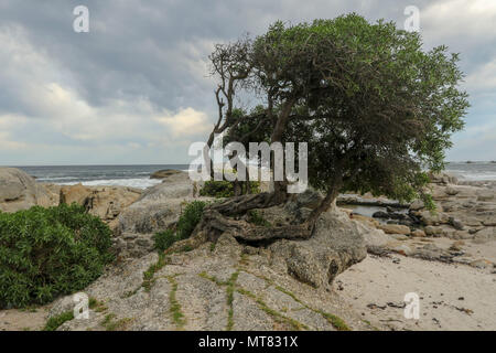 Recedono Lone Tree sull affioramento di granito a Camps Bay sulla Garden Route, Città del Capo, Sud Africa Foto Stock