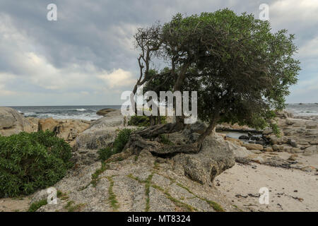 Recedono Lone Tree sull affioramento di granito a Camps Bay sulla Garden Route, Città del Capo, Sud Africa Foto Stock