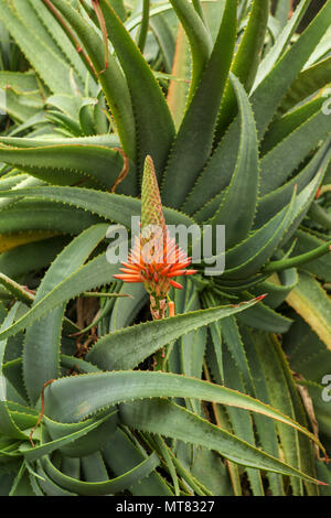 Aloe arborescens piante succulente in Kirstenbosch giardini botanici, Cape Town, garden route, Sud Africa Foto Stock