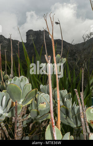 Succulente in Kirstenbosch giardini botanici con table mountain in background di tristezza, di Città del Capo, Sud Africa Foto Stock